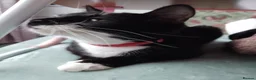 Domestic Shorthair cats for sale: Sabrina tuxedo female  - Advert 5