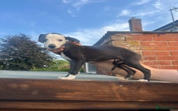 Whippet dogs for sale: 3 beautiful whippets  - Image 4