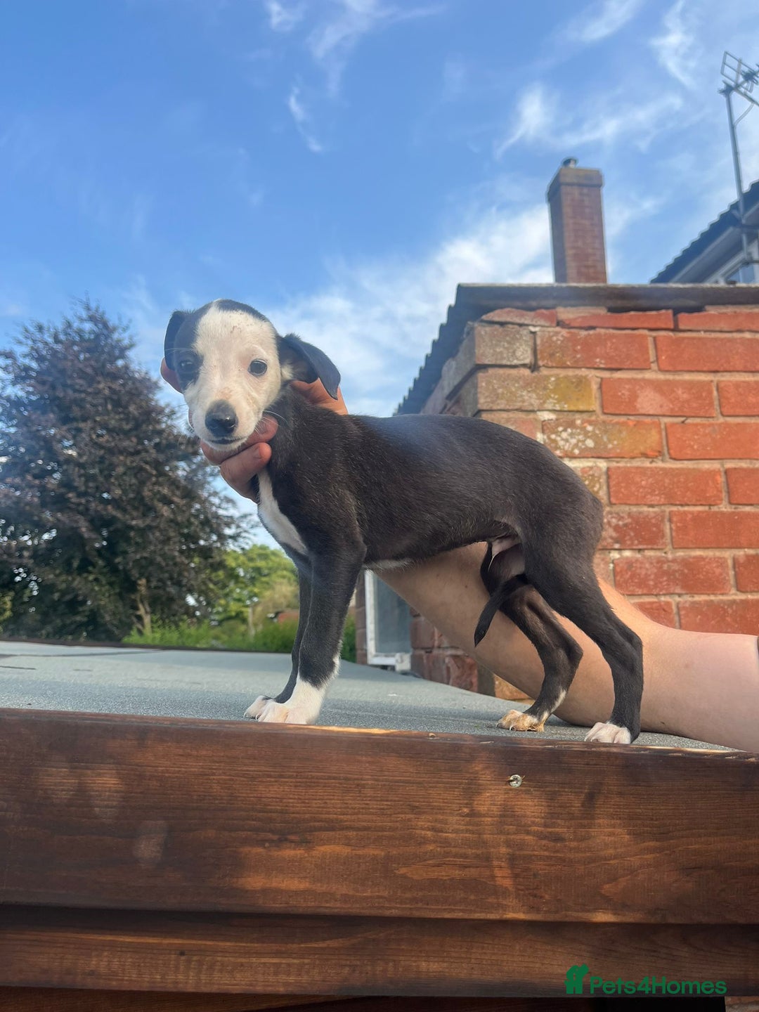 Whippet dogs for sale: 3 beautiful whippets  - Image 4