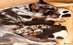 Mixed Breed dogs for sale: Chiweenie puppies for sale  - Image 3
