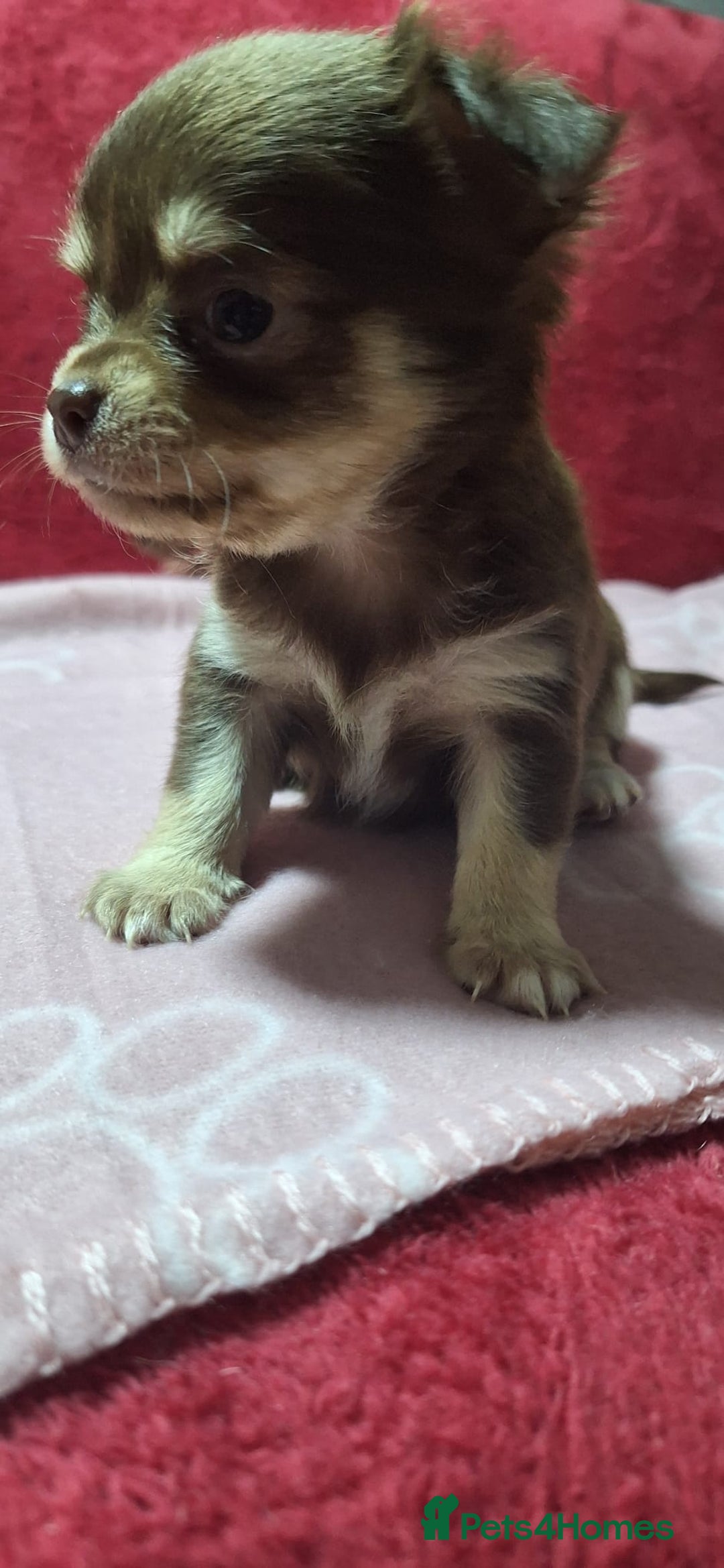 Chihuahua dogs for sale: Stunning Chihuahua Puppies  - Advert 6