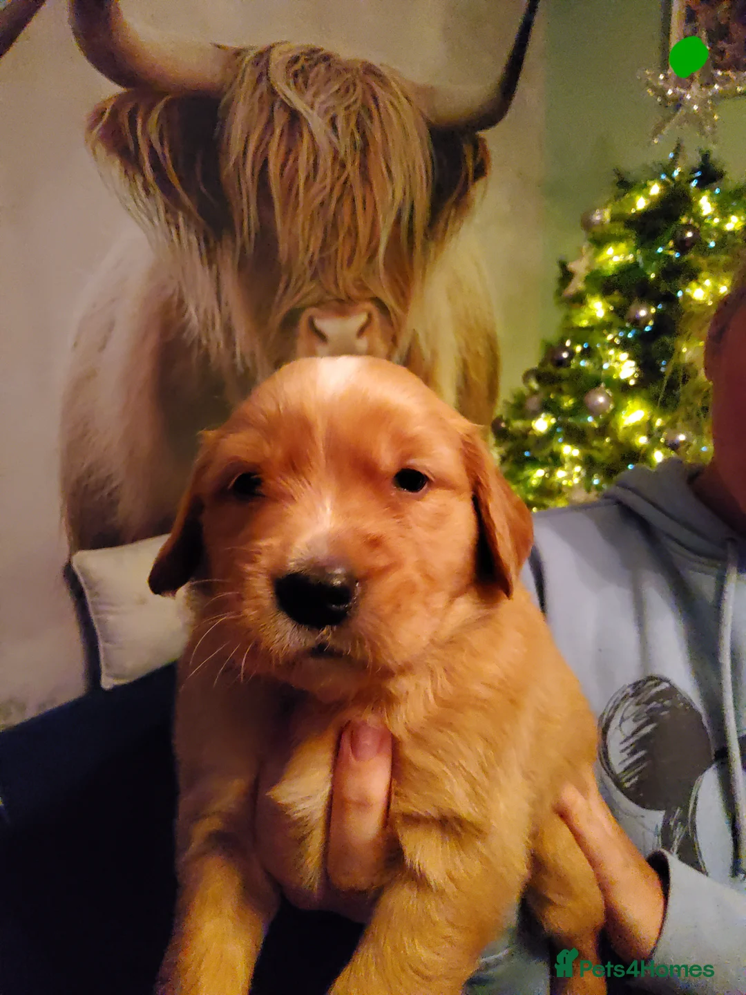 Golden Retriever dogs for sale: Beautiful KC-Registered Golden Retriever Puppies - Advert 33