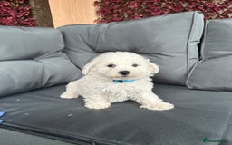 Bichon Frise dogs for sale: Bichon Frise Puppies  - Image 19