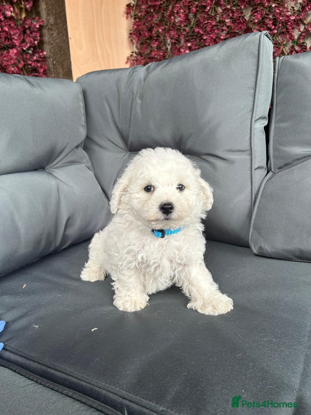Bichon Frise dogs for sale: Bichon Frise Puppies  - Image 19