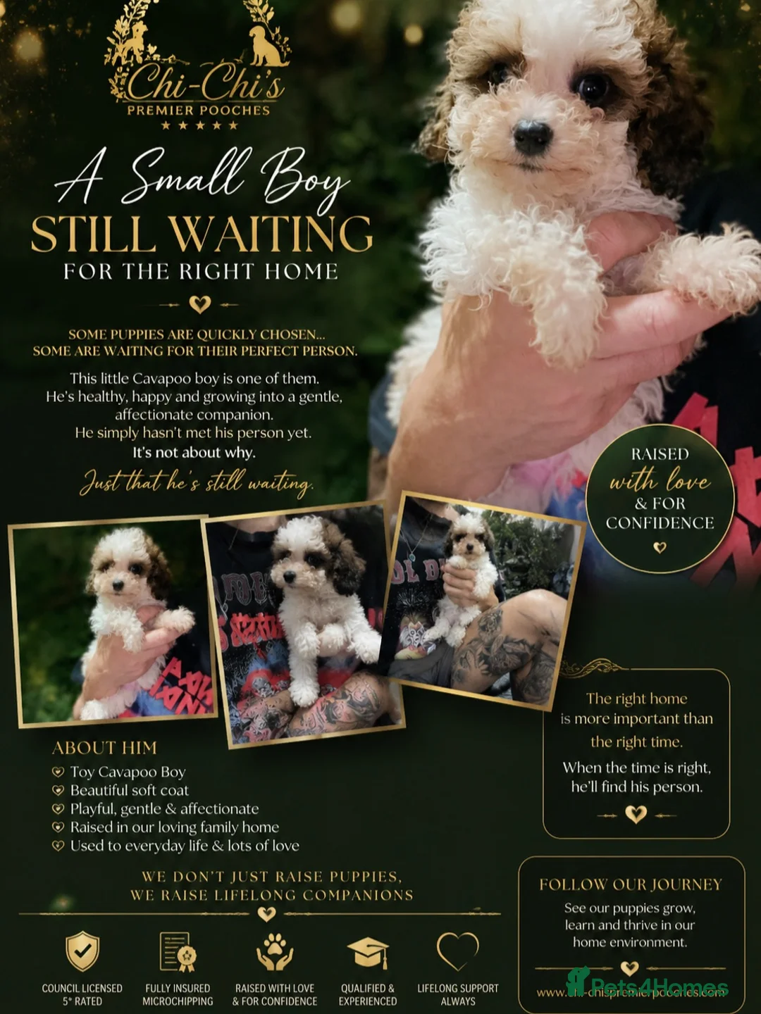 Cavapoo dogs for sale: Toy cavapoo boy  - Advert 2
