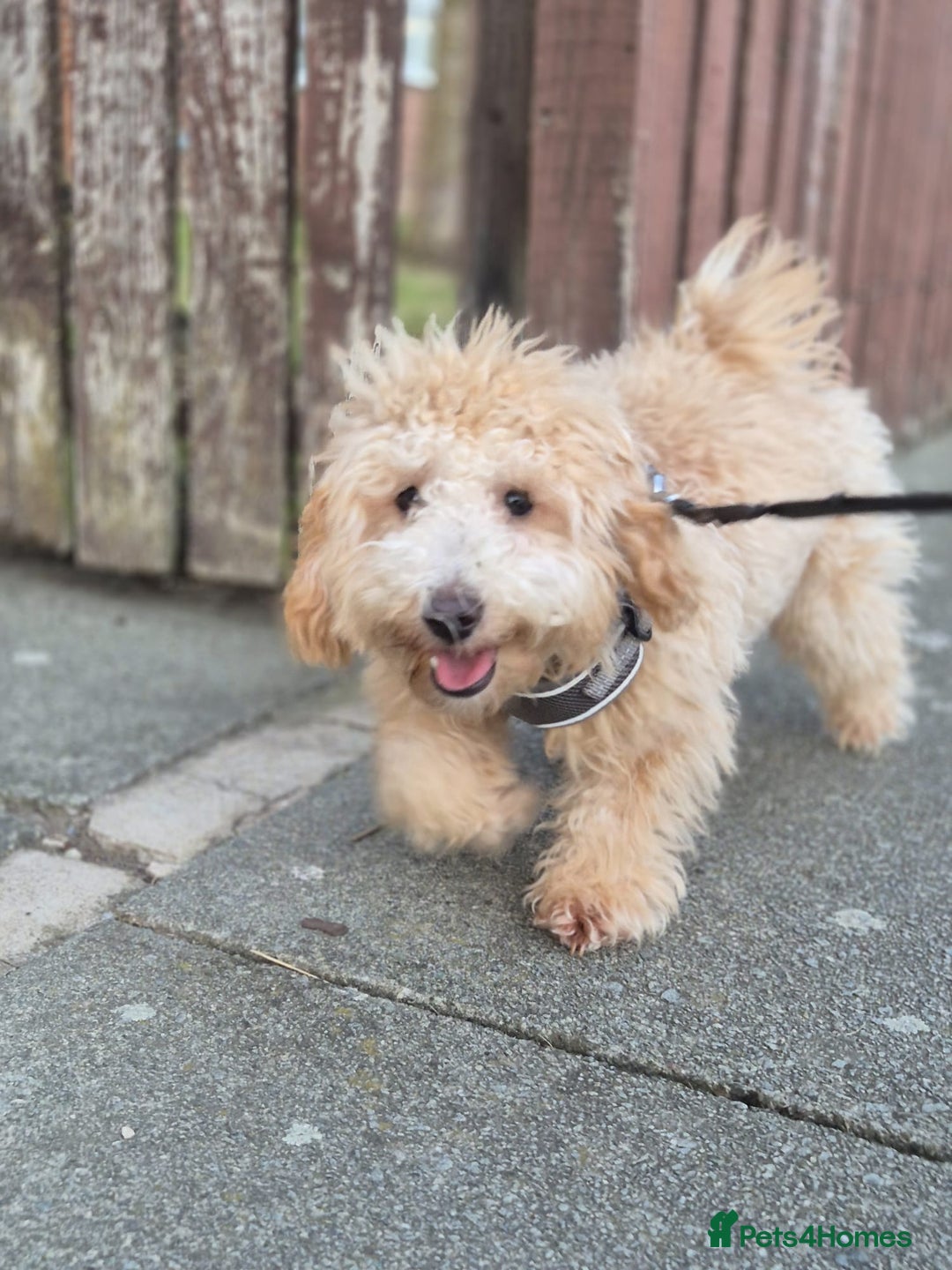 Poochon dogs for sale: 11 month old poochon - Advert 9