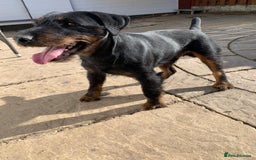 Jagdterrier dogs for sale: Jagd terrier dog & bitch pup - Image 11