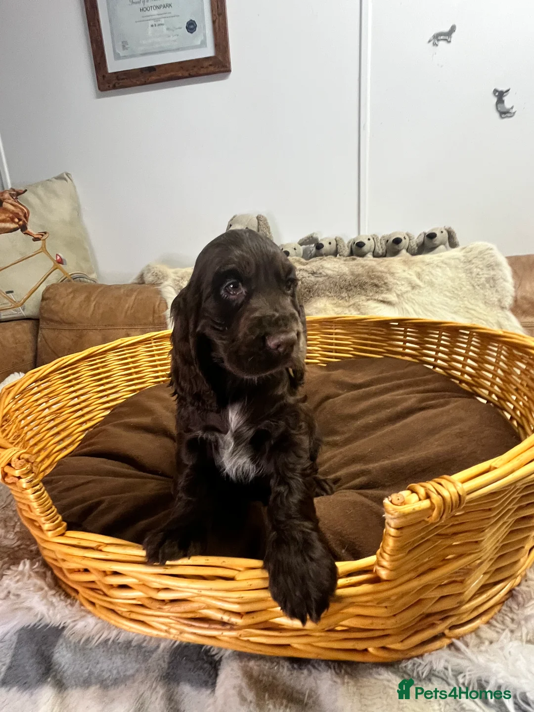 Cocker Spaniel dogs for sale: Gorgeous true to type KC show cockers - Advert 7