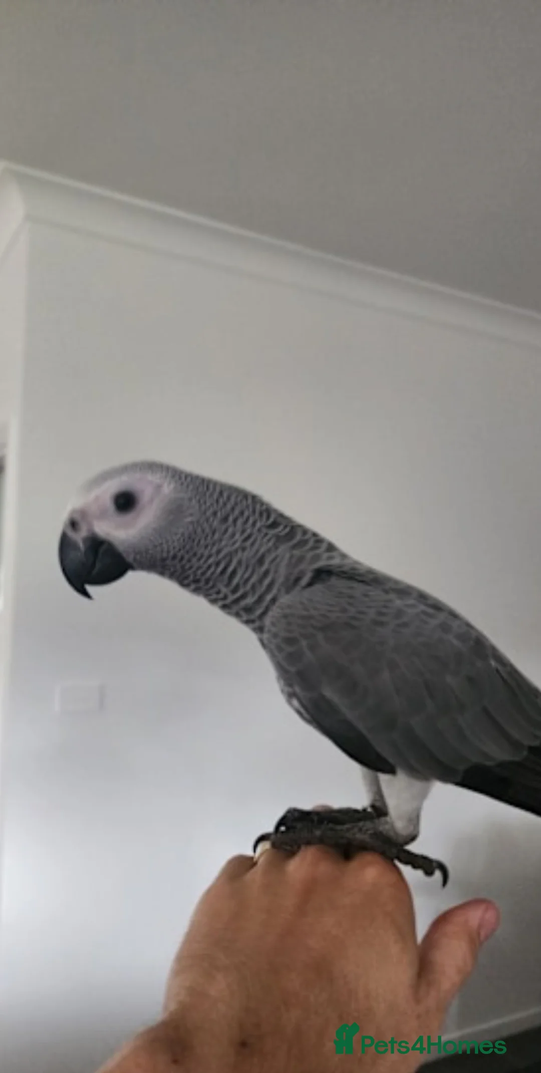 Parrots birds for sale: African Grey parrots for sale  in London - Advert 4