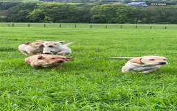 Labrador Retriever dogs for sale: KC Reg Labrador Puppy **LAST ONE ** - Image 9