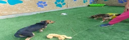 Mixed Breed dogs for adoption: 🐾🧡 ROCCO – A FRIENDLY BOY FULL OF CHARACTER 🧡🐾 - Advert 14