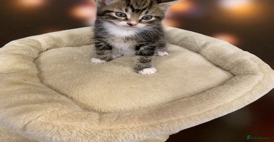 Mixed Breed cats - Advert 10