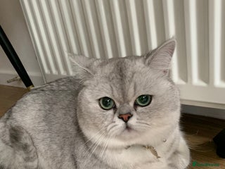 Scottish Fold cats for sale - Advert 1