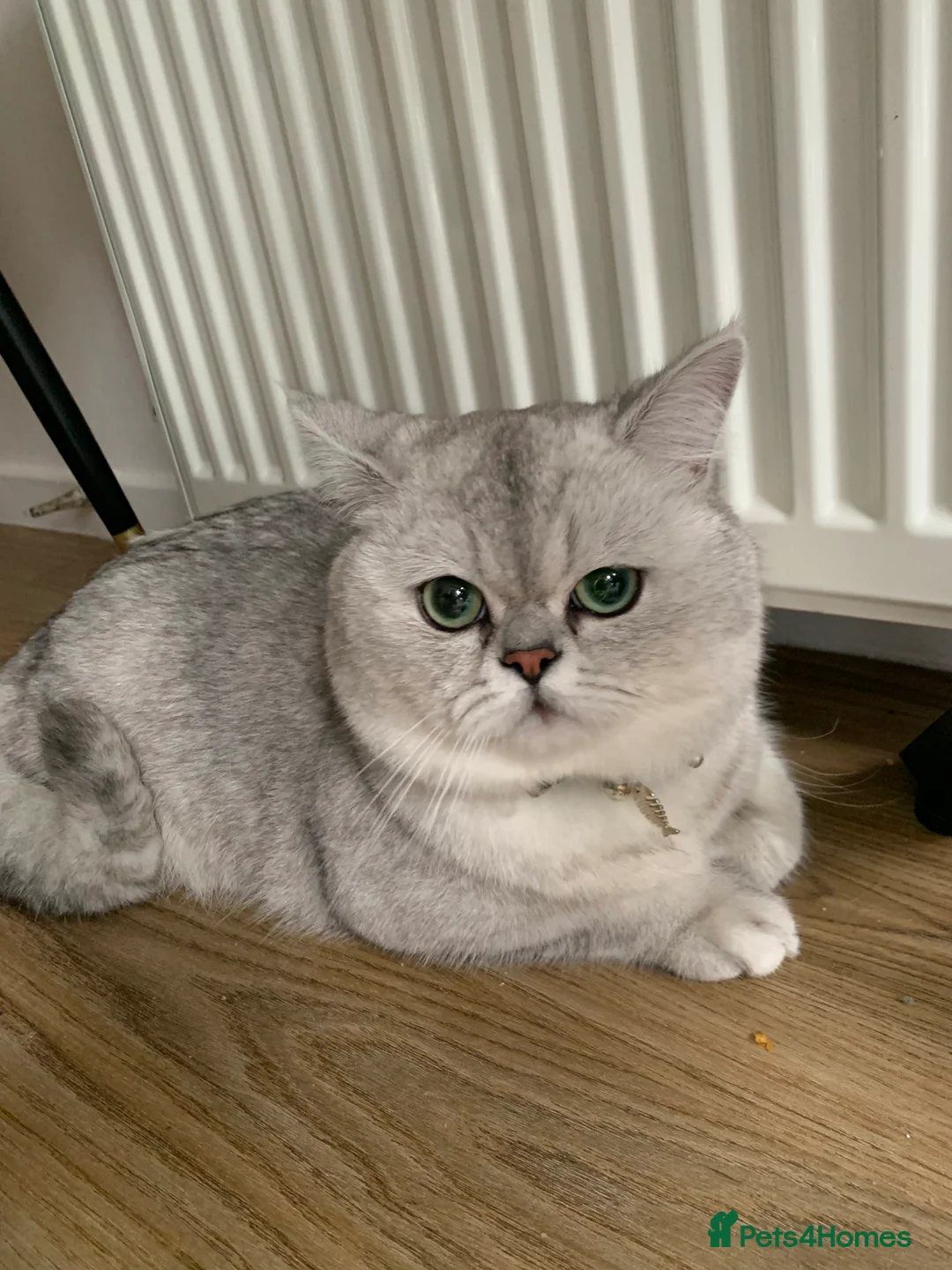 Scottish Fold cats for sale: Beautiful Scottish Straight - Advert 1