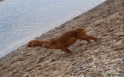 Cocker Spaniel dogs for sale: Cocker Spaniel Girl ‘Ruby’  - Advert 4