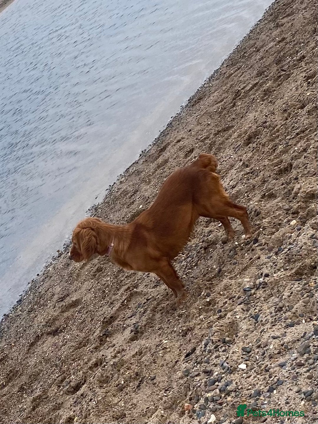 Cocker Spaniel dogs for sale: Cocker Spaniel Girl ‘Ruby’  - Advert 4