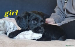 Sprocker dogs for sale: Sprocker puppies  - Image 15