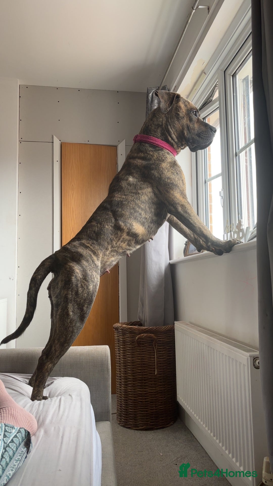 Presa Canario dogs for sale: Press Canario to rehome - Image 4