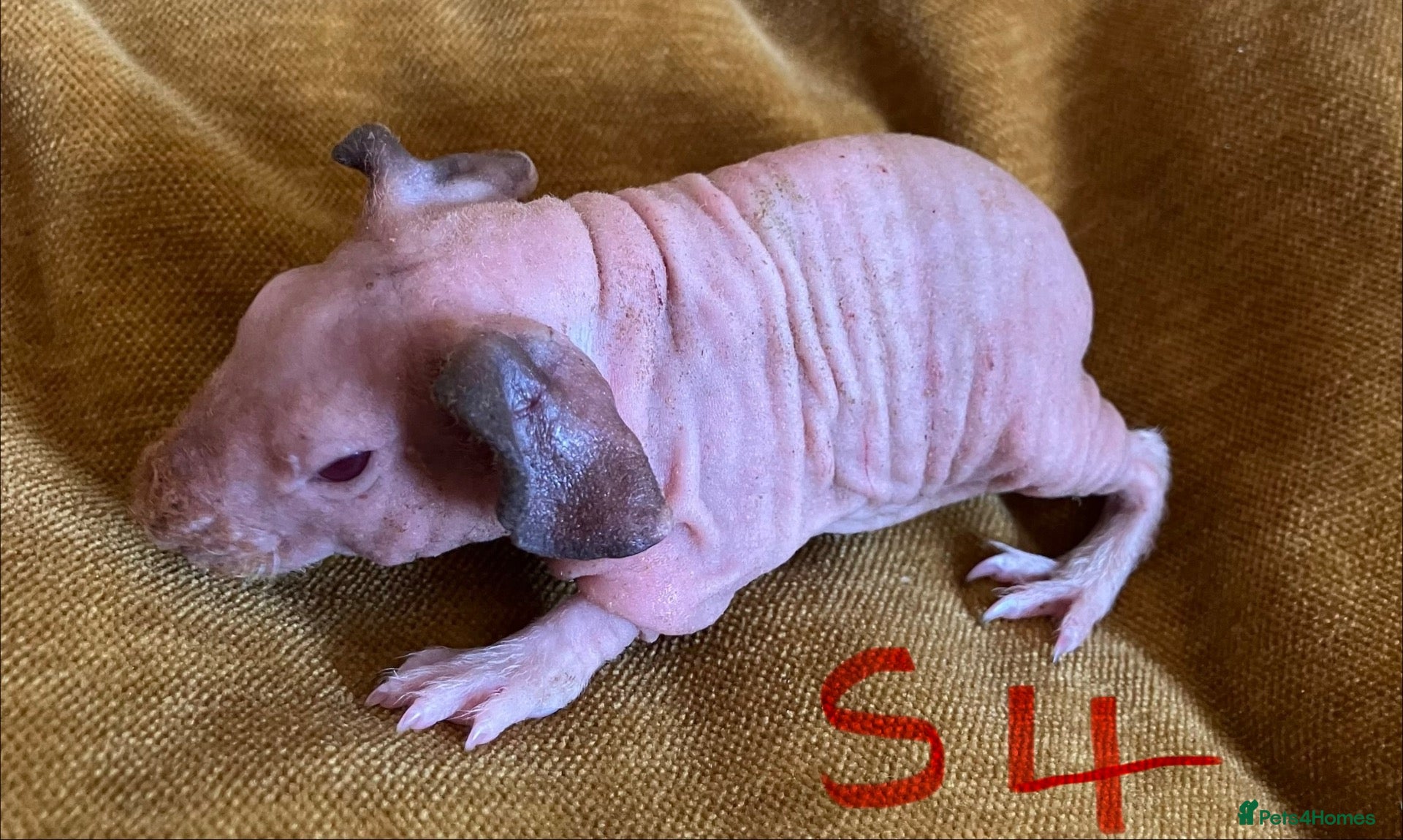 Guinea Pig rodents Skinny pig pups. Boys and girls  - Advert 2