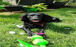 Cocker Spaniel dogs for stud: Health Tested KC Cocker Spaniel  - Image 6