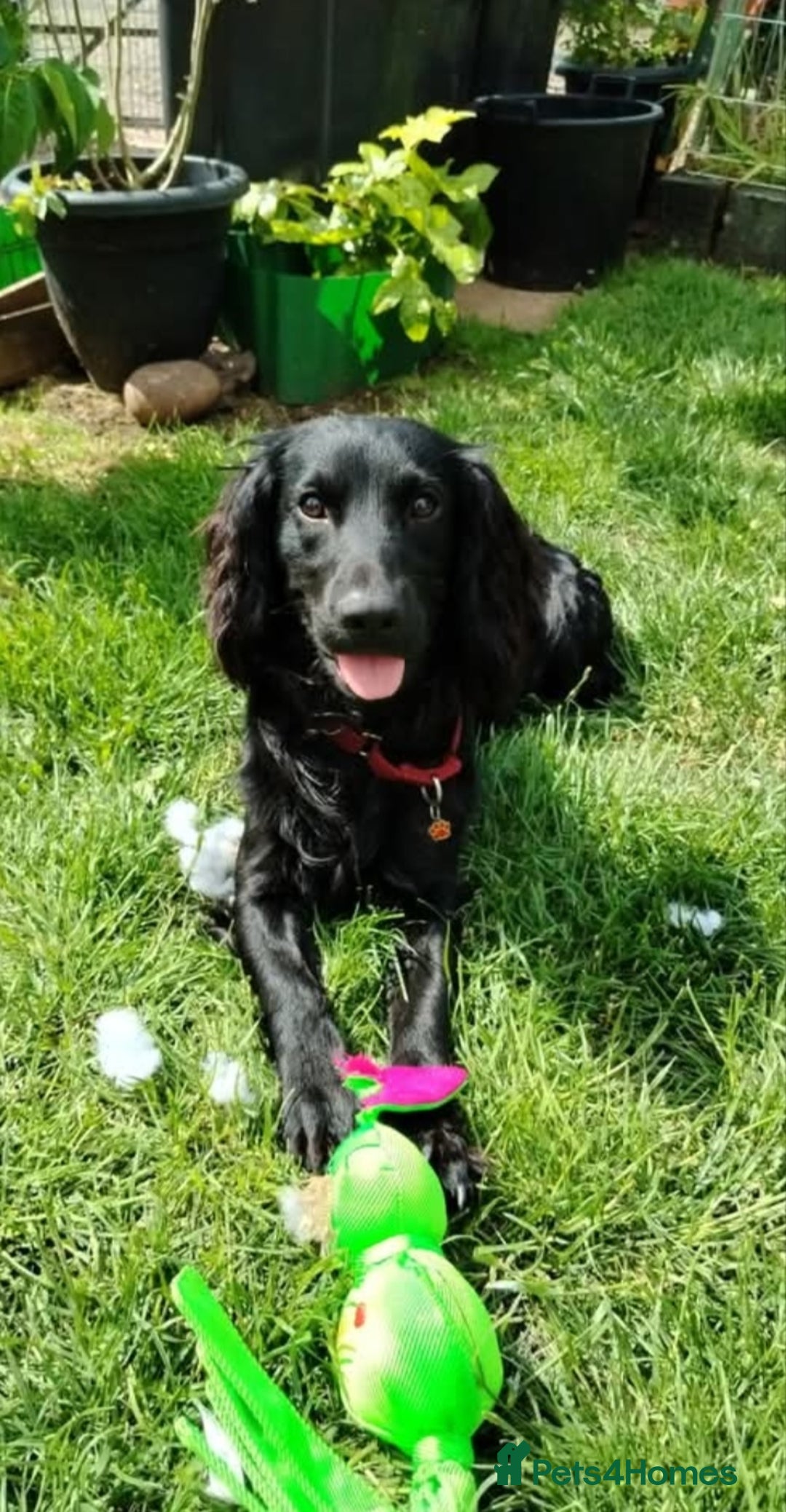 Cocker Spaniel dogs for stud: Health Tested KC Cocker Spaniel  - Image 6
