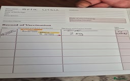 Bichon Frise dogs for sale: ✨ Beautiful 3-Month-Old Female Bichon Frise Puppy  - Image 5