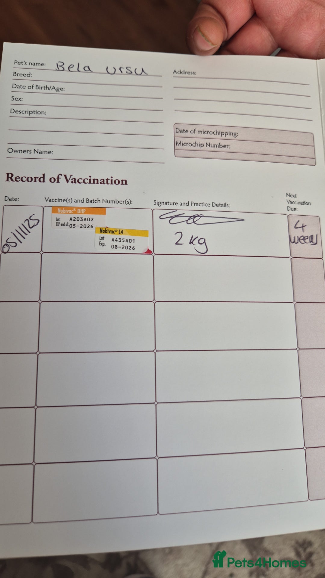 Bichon Frise dogs for sale: ✨ Beautiful 3-Month-Old Female Bichon Frise Puppy  - Image 5