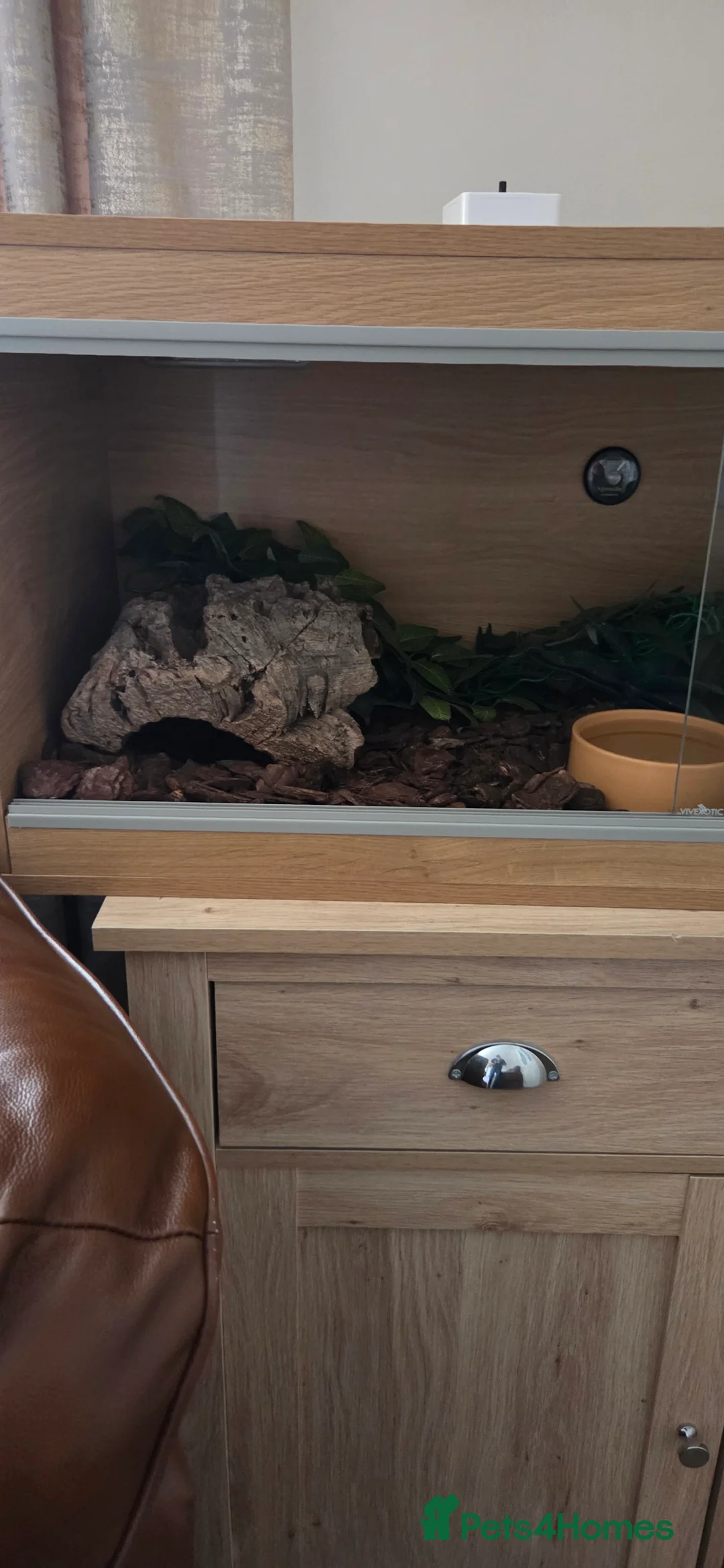 Python Snake reptiles for sale: Banana royal python  - Advert 11