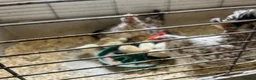 Mixed Breed birds for sale: Serama chicks for sale - Advert 4