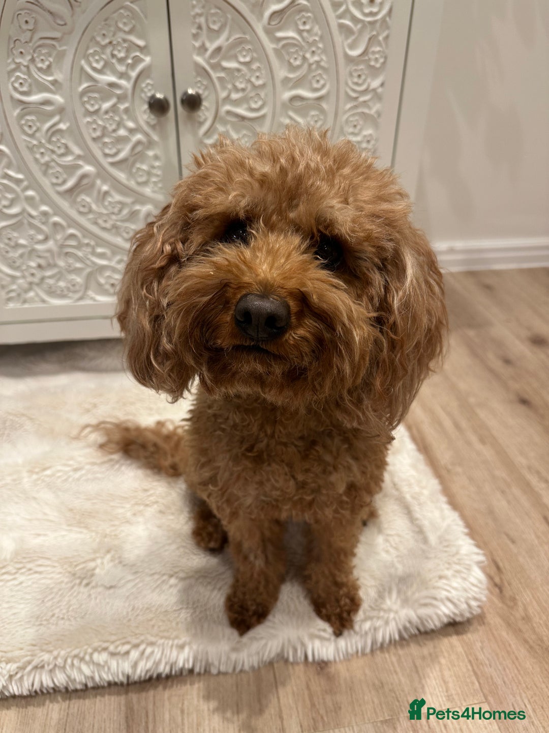 Lhasapoo dogs for sale: Our Beautiful Dogs looking for forever homes - Advert 5