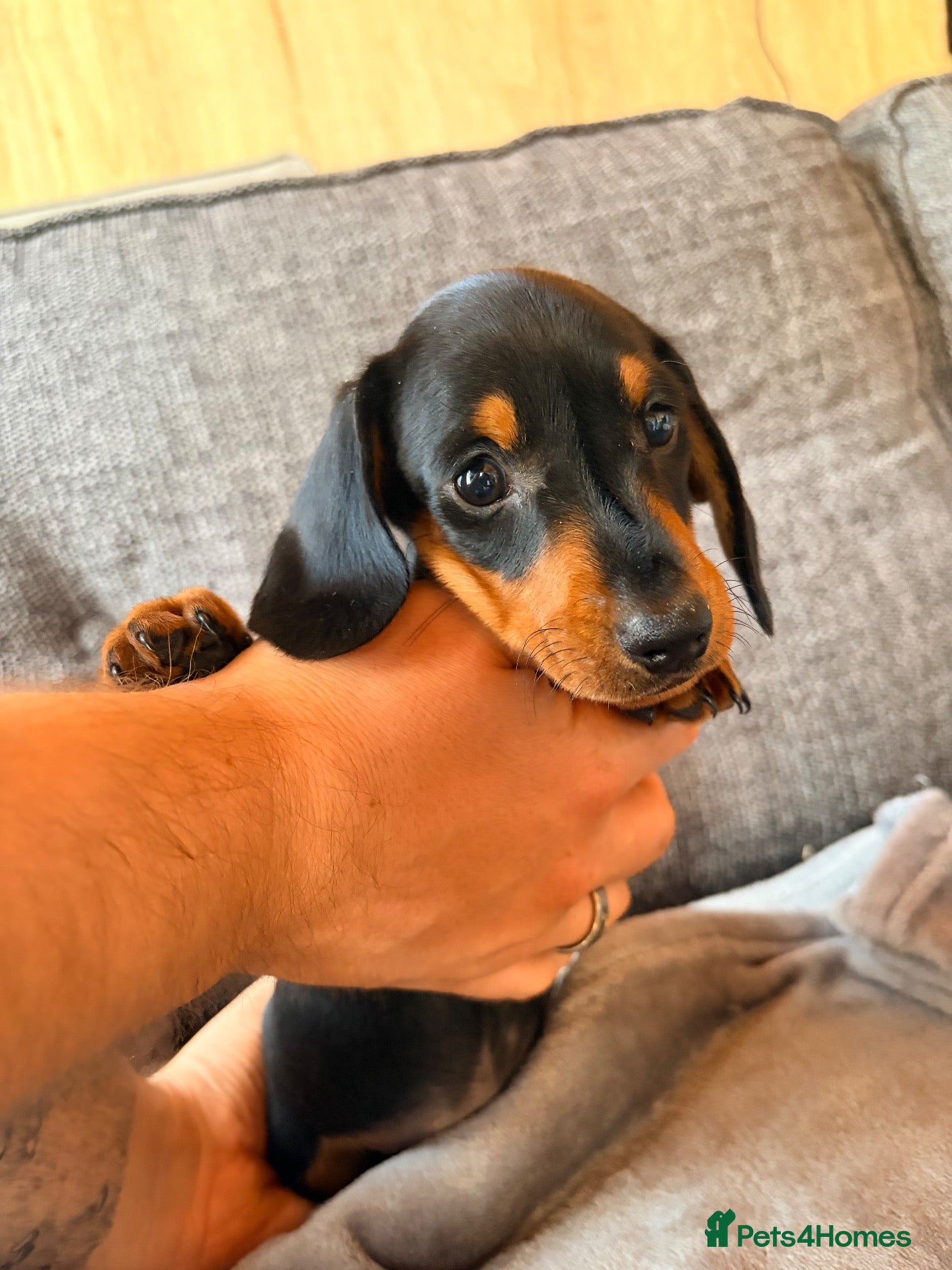 Miniature Dachshund dogs ⭐️⭐️READY NOW⭐️⭐️ Miniature Dachshund Puppies - Advert 4