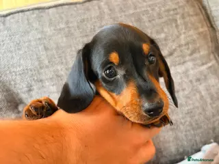 Miniature Dachshund dogs ⭐️⭐️READY NOW⭐️⭐️ Miniature Dachshund Puppies - Advert 3