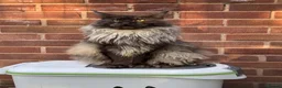 Maine Coon cats for sale: Mainecoon x - Advert 4