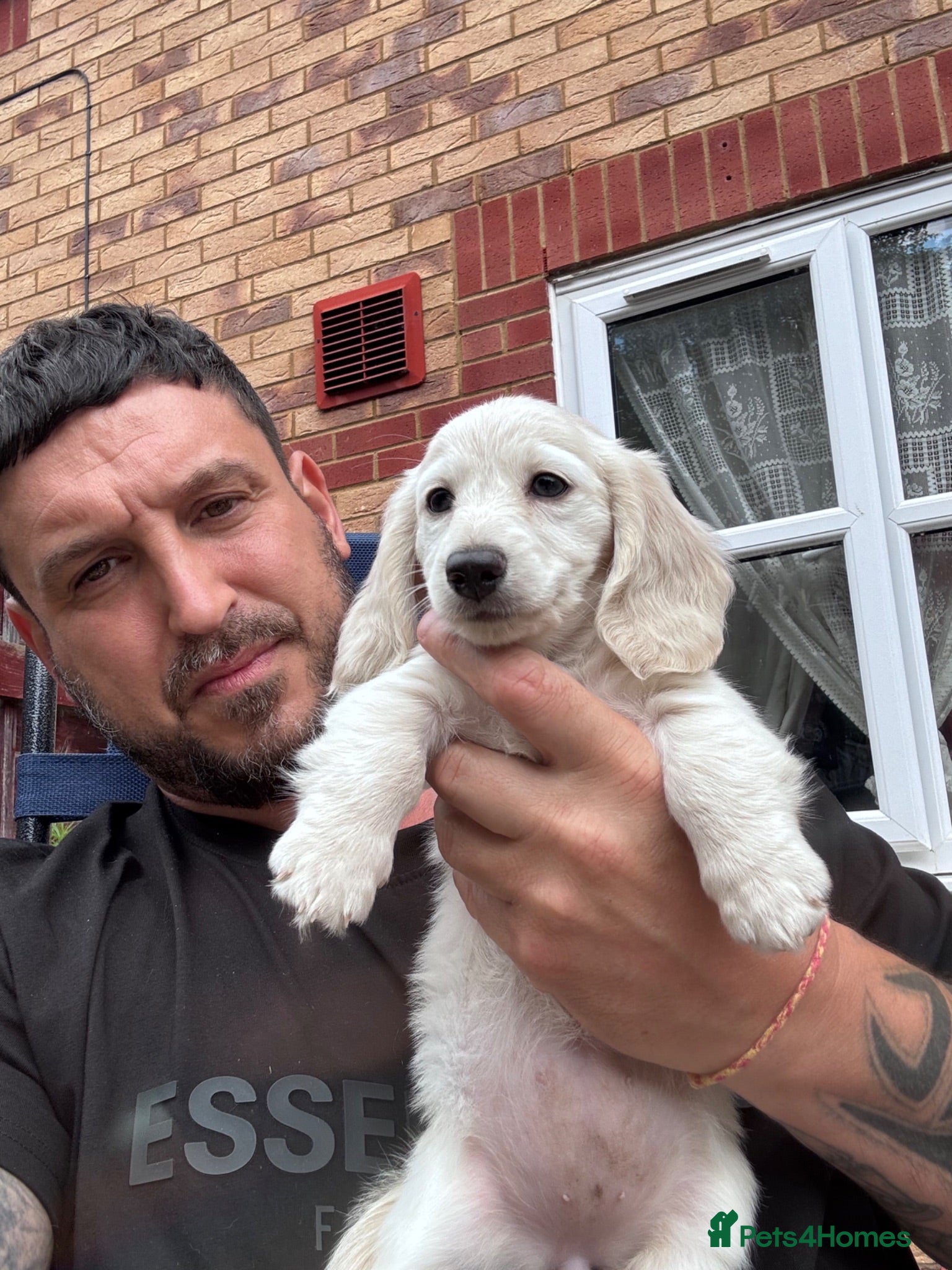 Miniature Dachshund dogs Beautiful Fluffy Dachshund Puppies – KC Registered - Advert 2