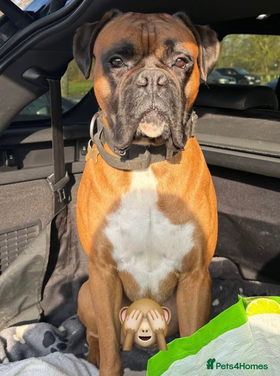 Boxer dogs for stud: KC Registered Boxer for Stud (Bobtail) - Advert 6