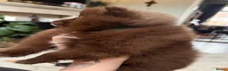 Pomeranian dogs for sale: 100% POM!🐻DNA&HEALTH TESTED!🧬 - Advert 16