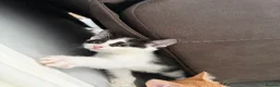Mixed Breed cats for sale: 5 lovely kittens for sale  - Advert 33