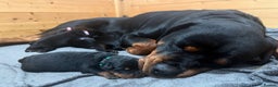 Rottweiler dogs for sale: 🥰 Beautiful Rottweiler Puppies 🐶  - Advert 2