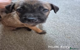Mixed Breed dogs for sale: German shepard cross - Image 3