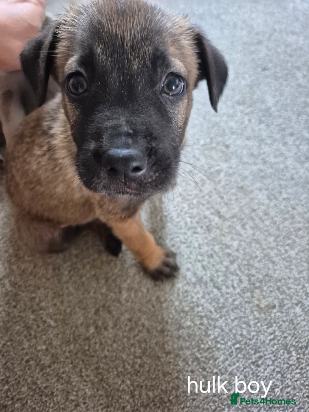 Mixed Breed dogs for sale: German shepard cross - Image 3