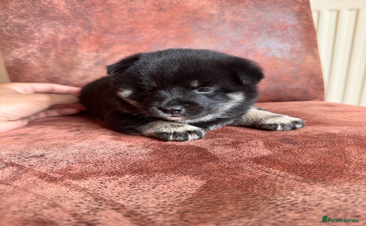 Japanese Shiba Inu dogs - Advert 1