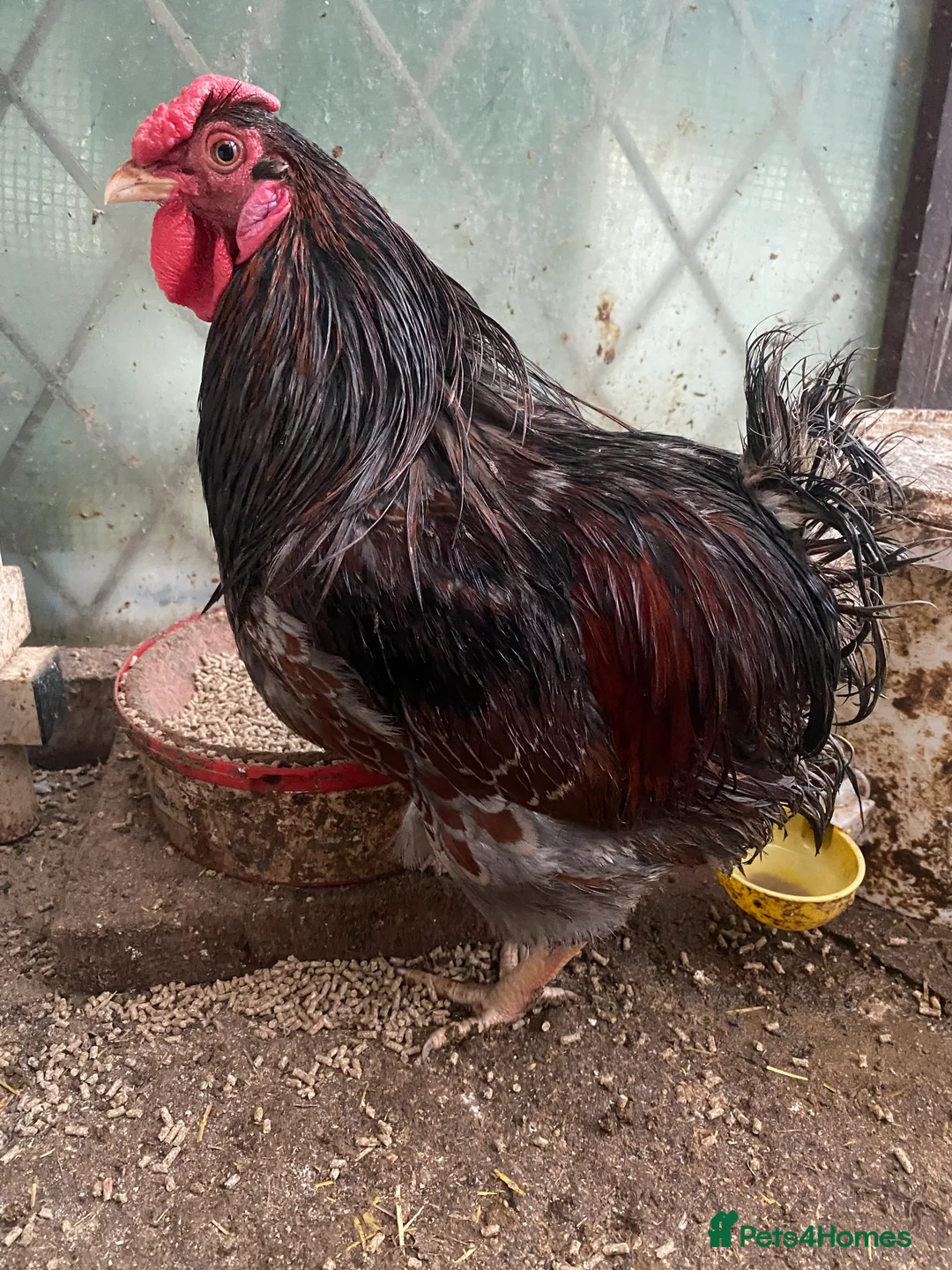 Mixed Breed poultry for sale: Chicken and quails available, see details please  - Advert 1