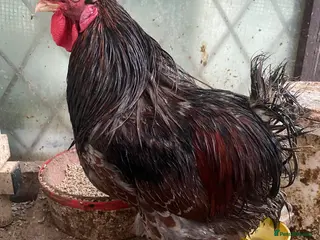 Mixed Breed poultry Chicken and quails available, see details please - Advert 8