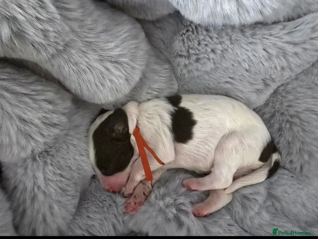 Sproodle dogs for sale: Springer Spaniel Miniature Poodle Sproodle Puppies - Advert 32
