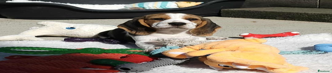 Beagle Puppy 3