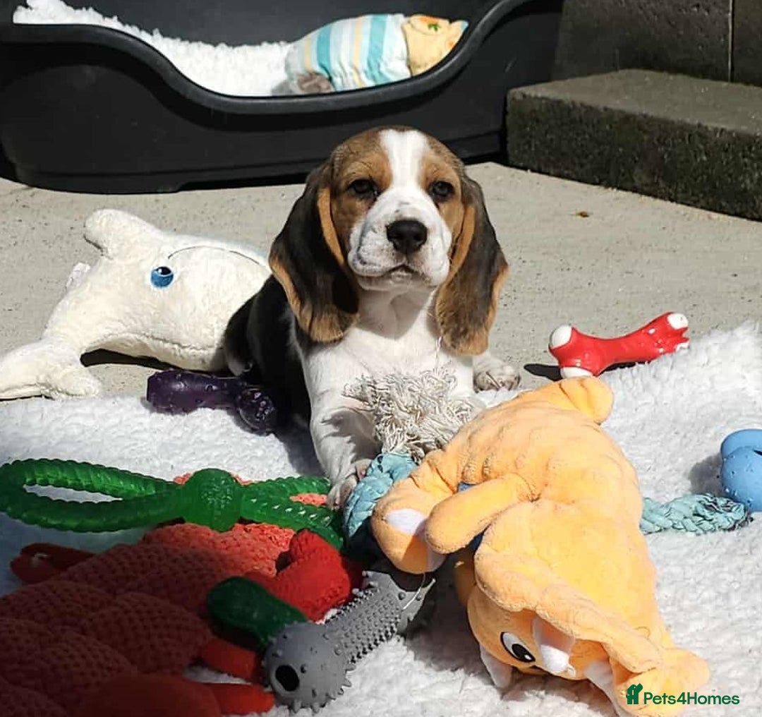 Beagle dogs for sale: Stunning KC Reg Beagle Pups - Ready Now - Image 4