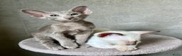 Oriental cats for sale: Supreme pedigree Lilac Oriental kittens GCCF reg - Advert 9