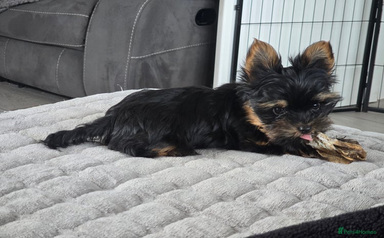 Yorkshire Terrier dogs - Advert 6