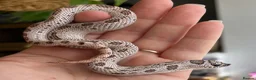 Snake reptiles for sale: Western Hognose Hatchlings - Advert 14