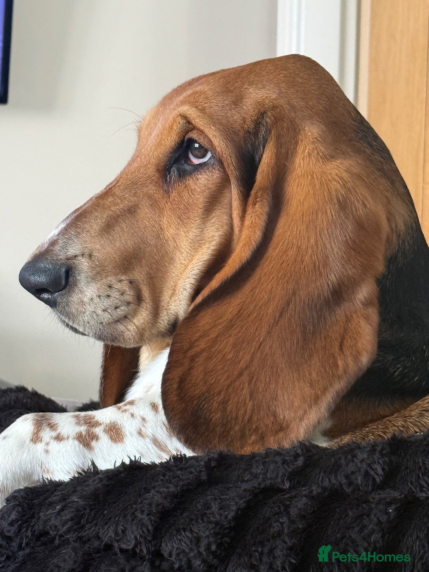 Basset Hound dogs Norbett the Bassett - Advert 1